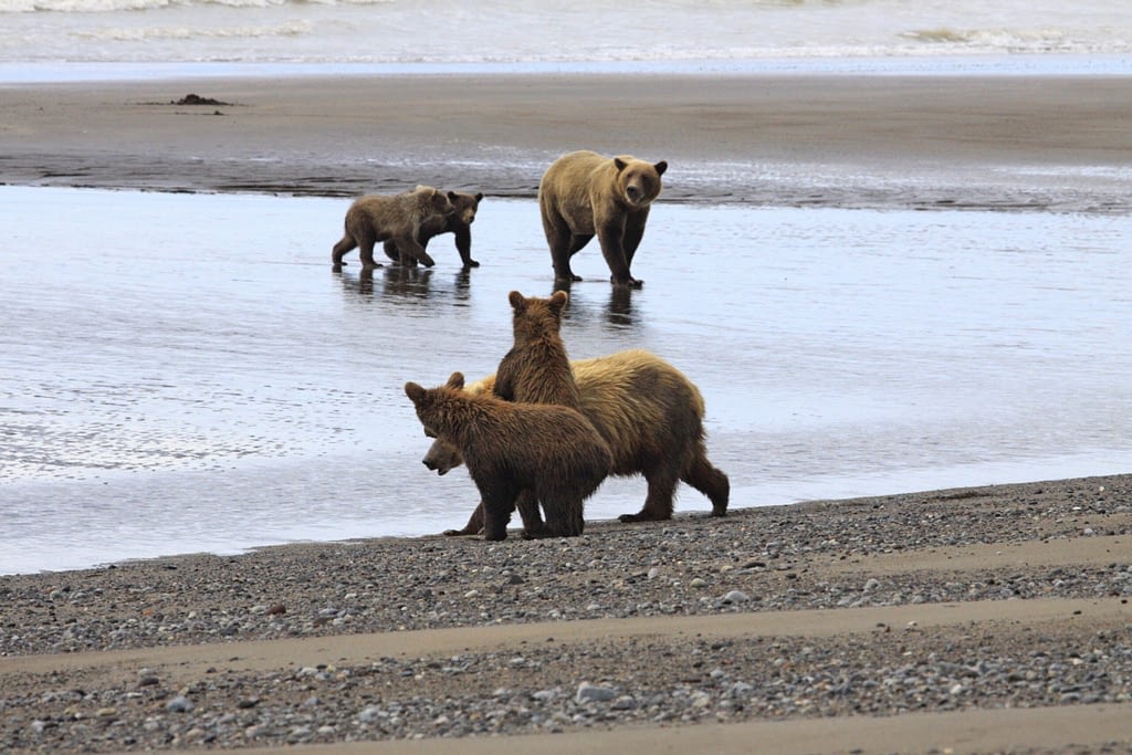 Alaskan Bears 