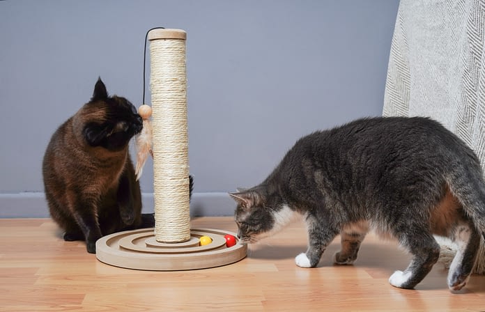 Best Toys For Cats