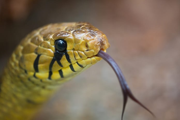 Prehistorical Snake Species