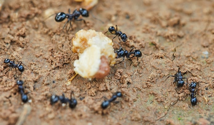 Killing Ants