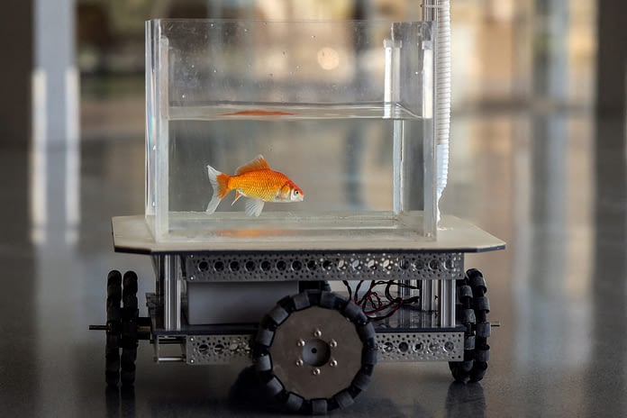 Goldfish Driving Cars
