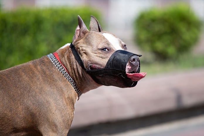Dog Muzzle