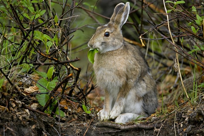 Arctic Hare that Traveled at Least 388 Kilometers in One Day