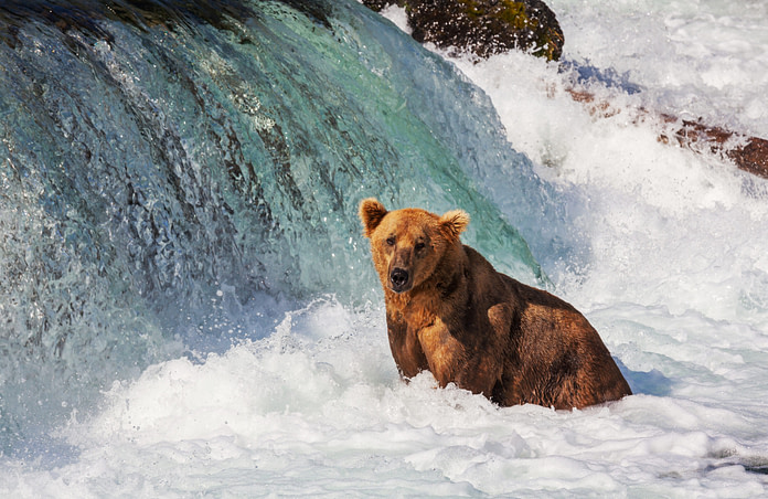 Alaskan Bears