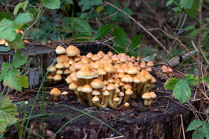 Fungus crucial in storing carbon