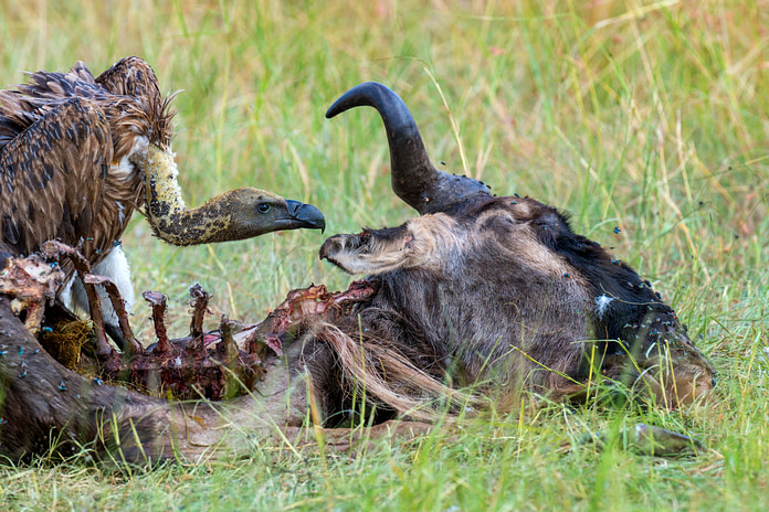 vultures eating rotten flesh