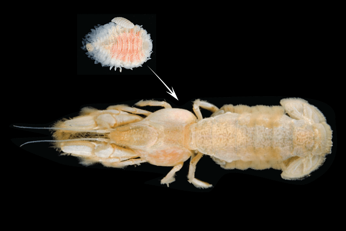 Parasite Species Found in Shrimp