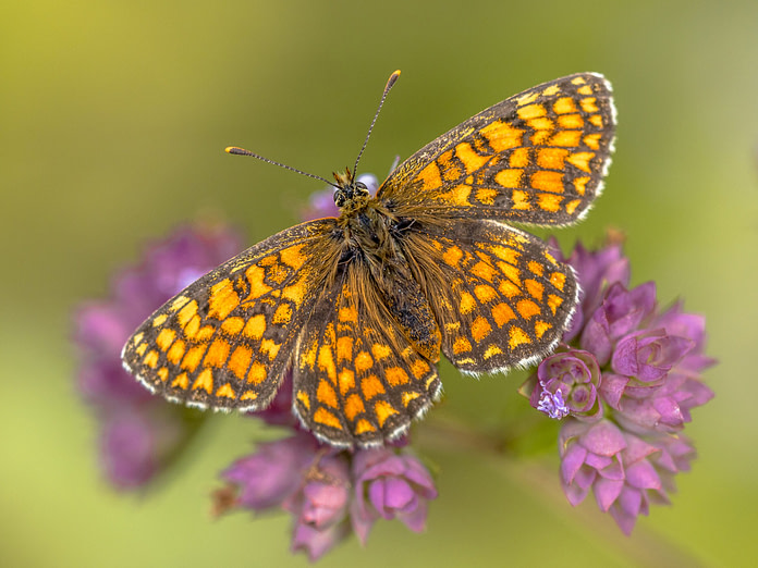 Complete Guide to Butterfly Gardening