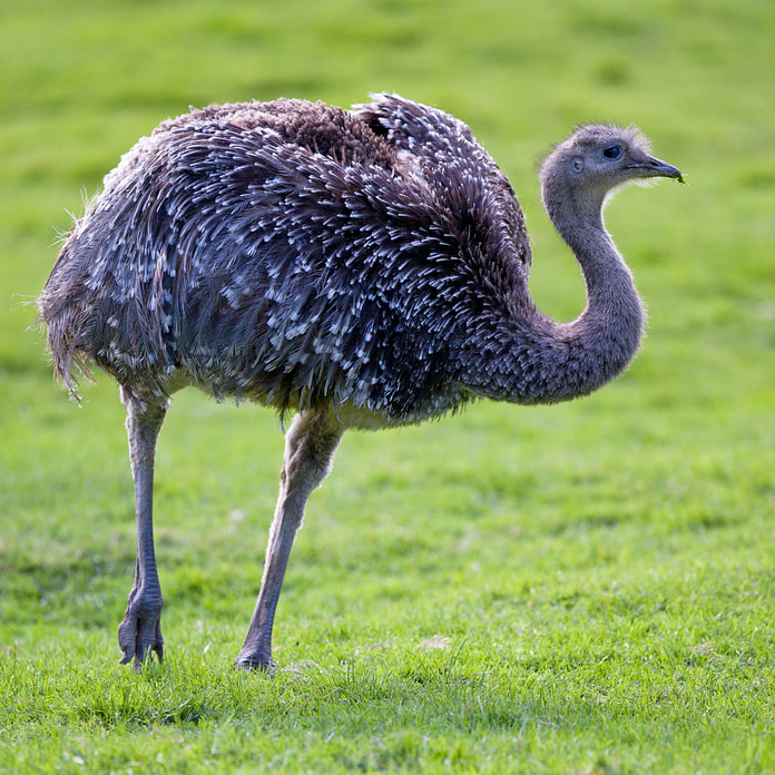 ostrich ride